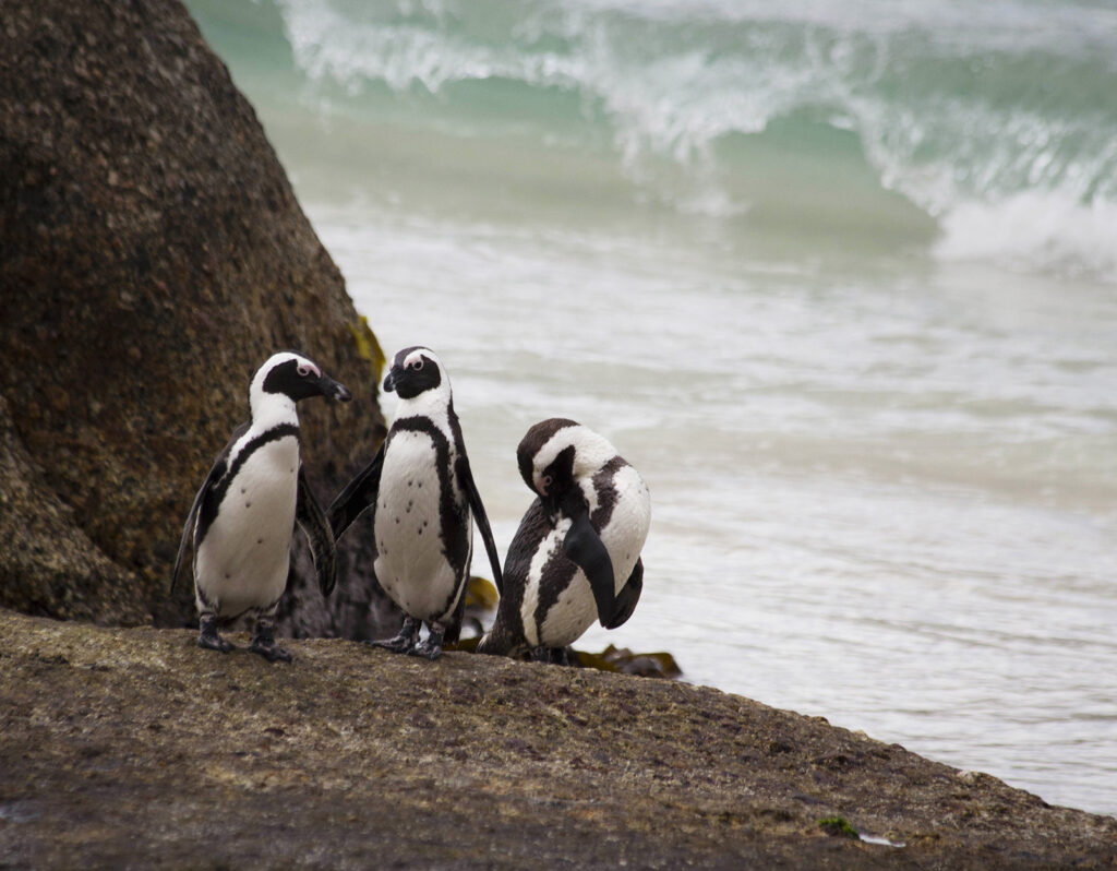 African Penguins - Sarasota Travel Agent