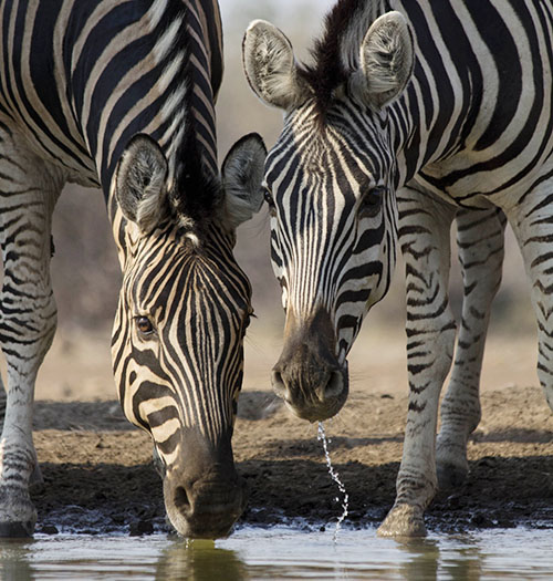Zebras Drinking, Botswana - Sarasota Travel Agent
