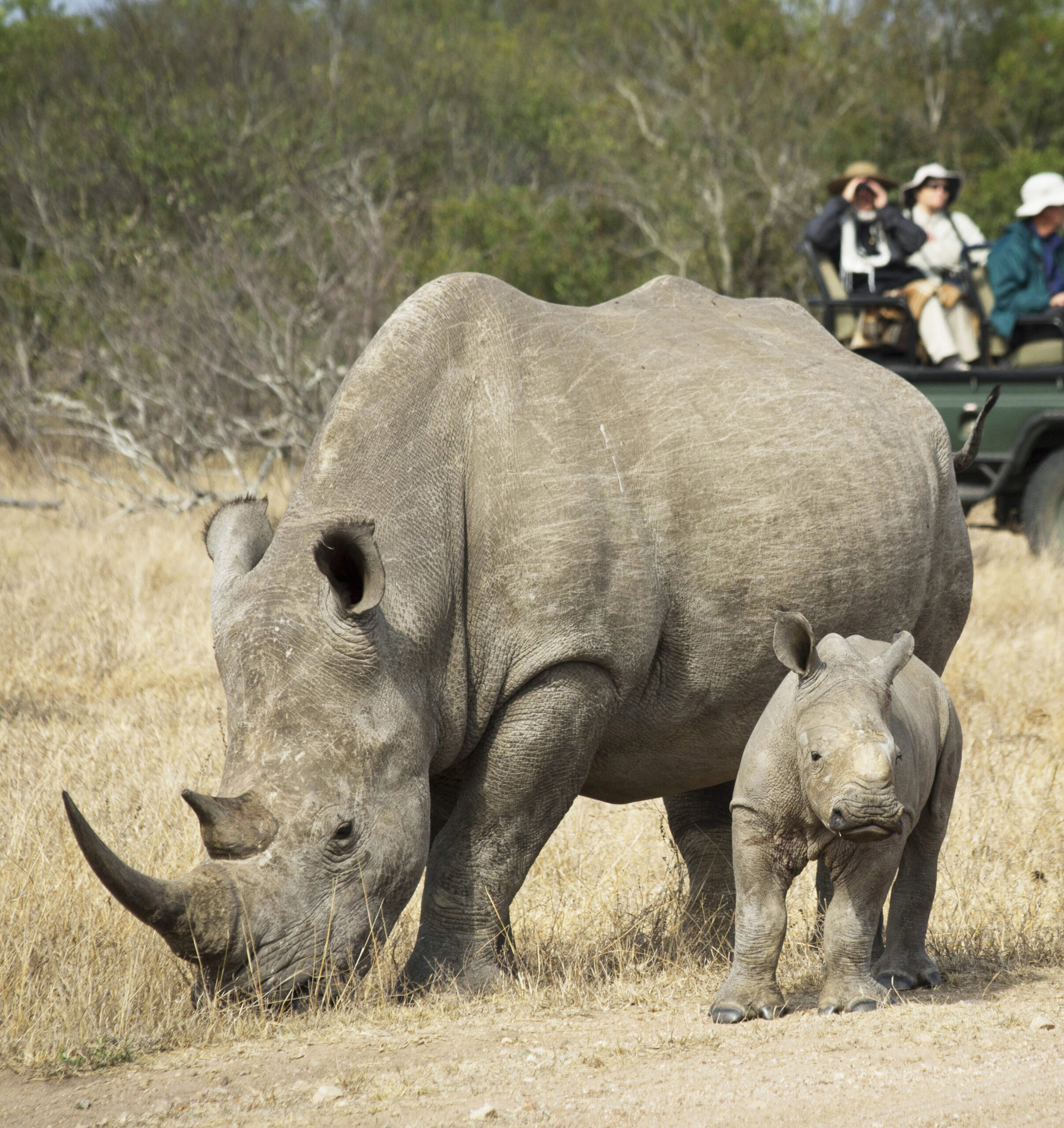 Mother and Baby Rhino