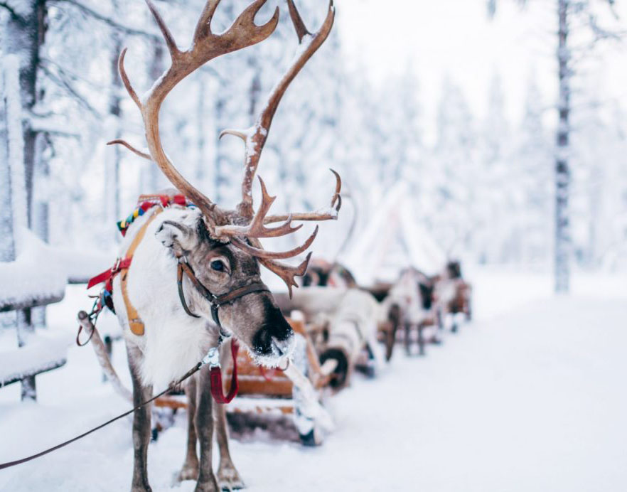 Meet Santa's Reindeer in Santa Claus Village