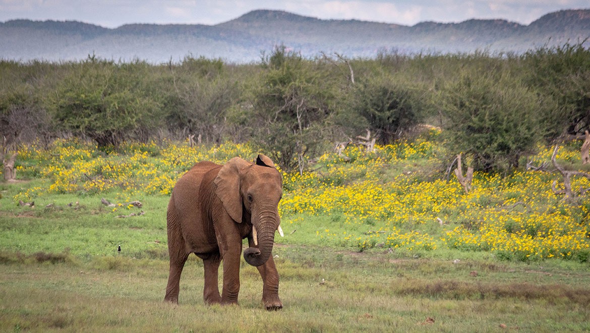 Elephant, Springtime, South Africa, Safari