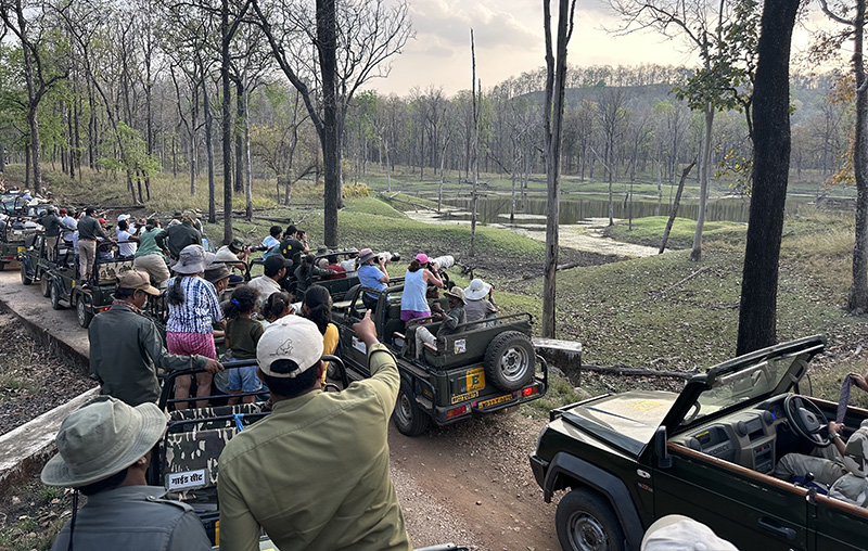 Indian Safaris can be crowded