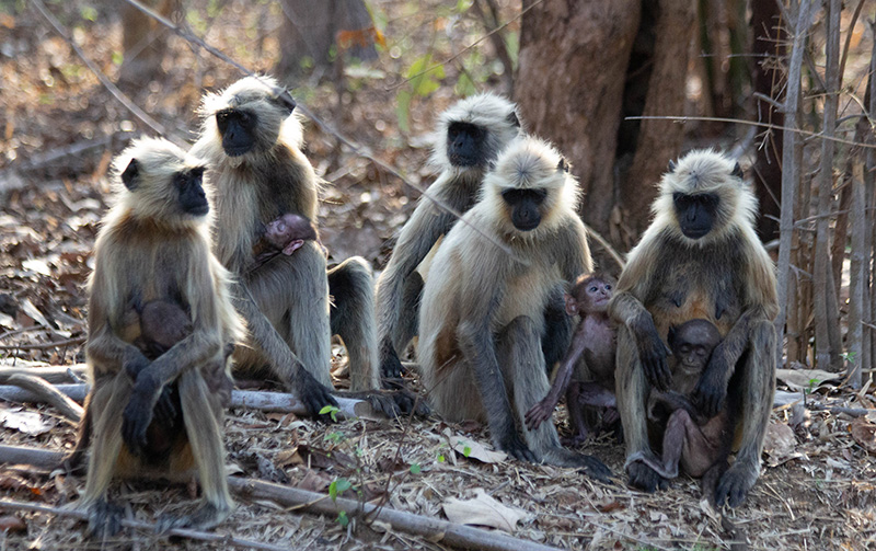 moneys, primates, india