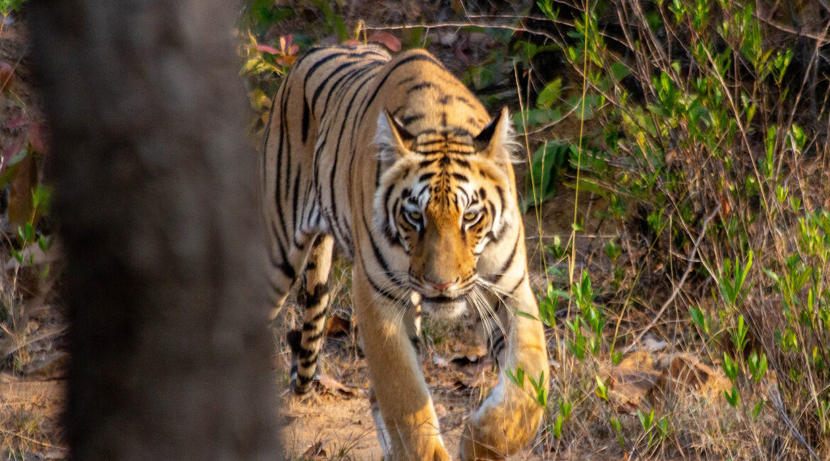 Bengal tiger, india