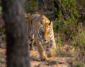 Bengal tiger, india