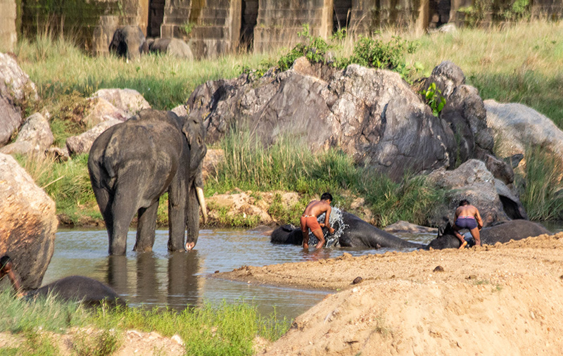 elephants, anti poaching, india, safari