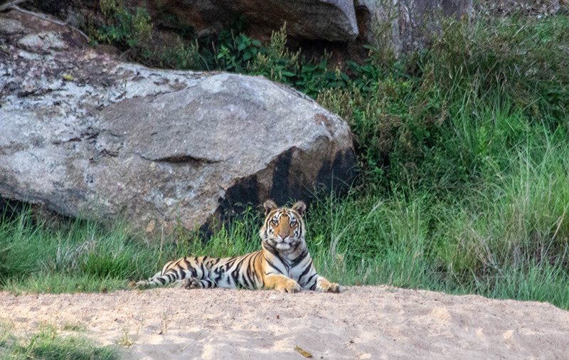 tiger, wildlife, safari, india