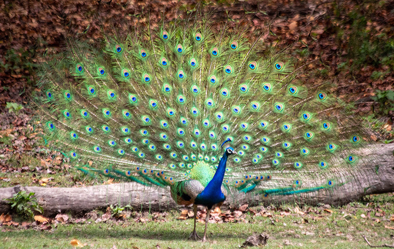 peacock, bird, india, beautiful