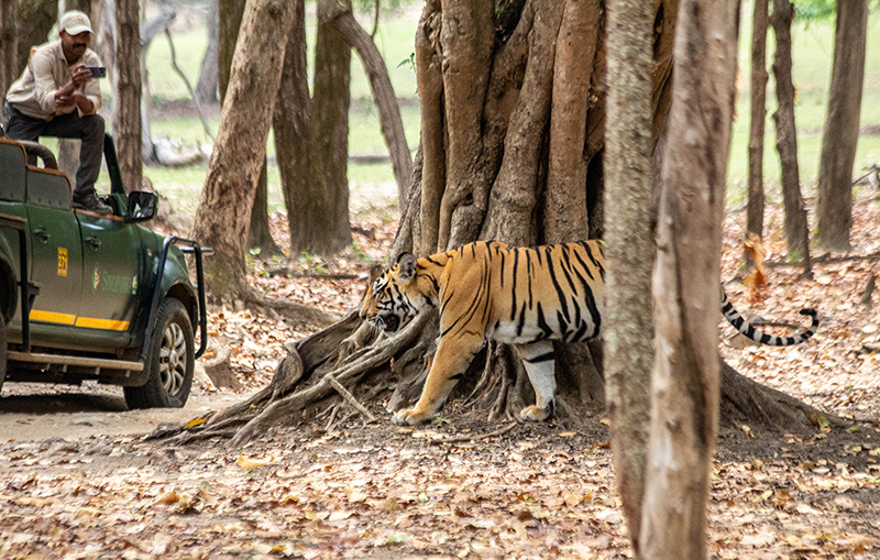 tiger, safari, india, paparazzi