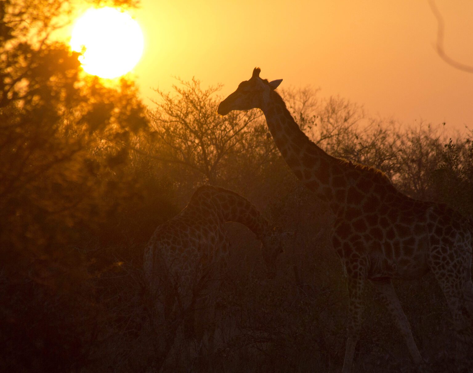 Giraffe silhouetted against a golden sunset in the wild.