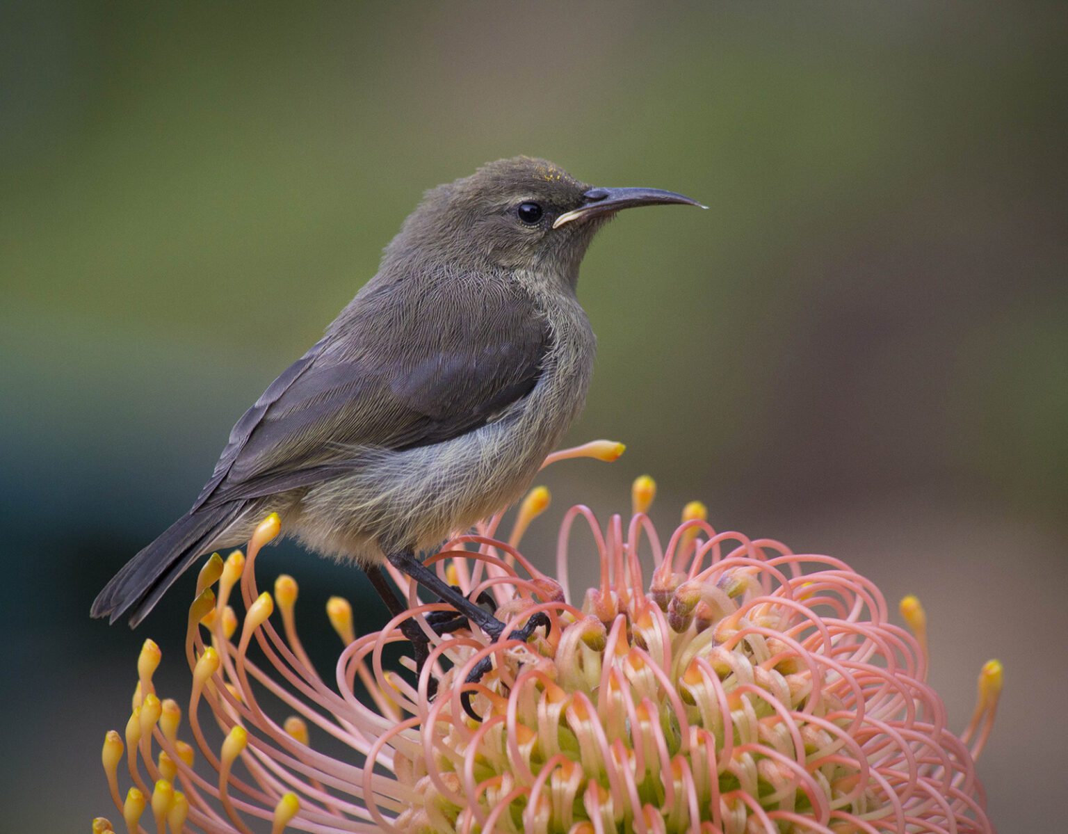 A small bird perched on a vibrant flower, focused and alert.