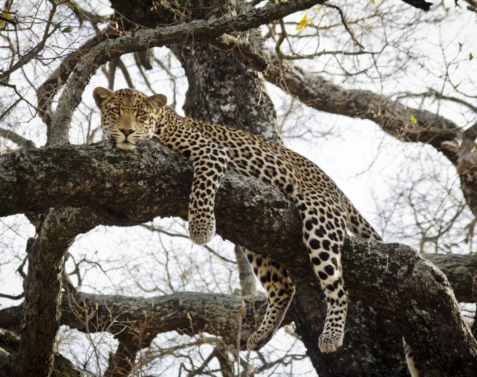 Leopard resting on a tree branch in the wild.