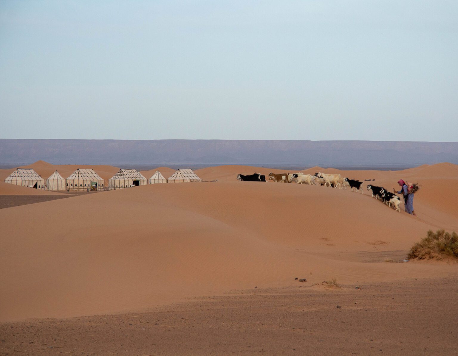 A herd of camels resting on a sand dune in a desert.
