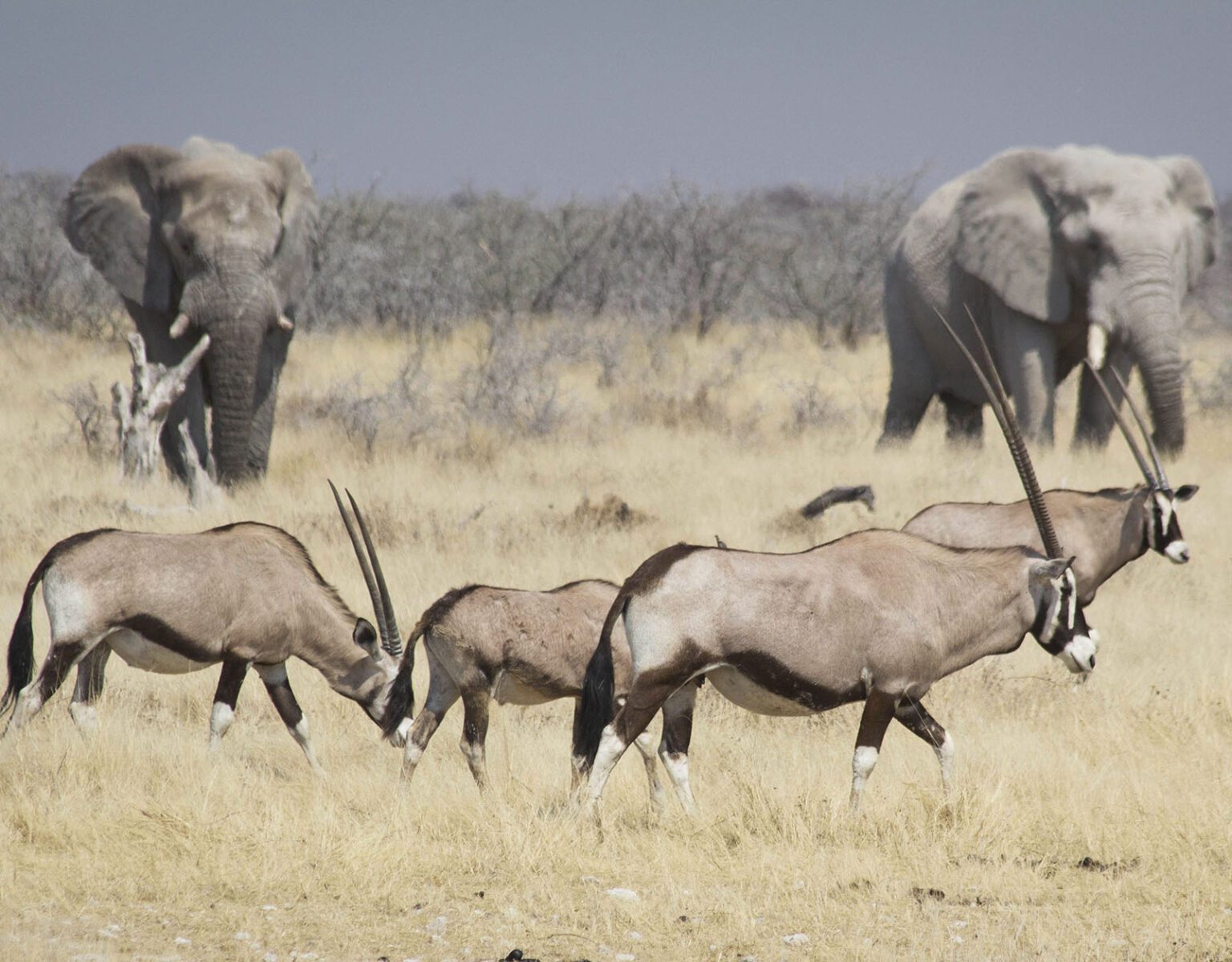 Elephants and oryx grazing in a dry savannah landscape.