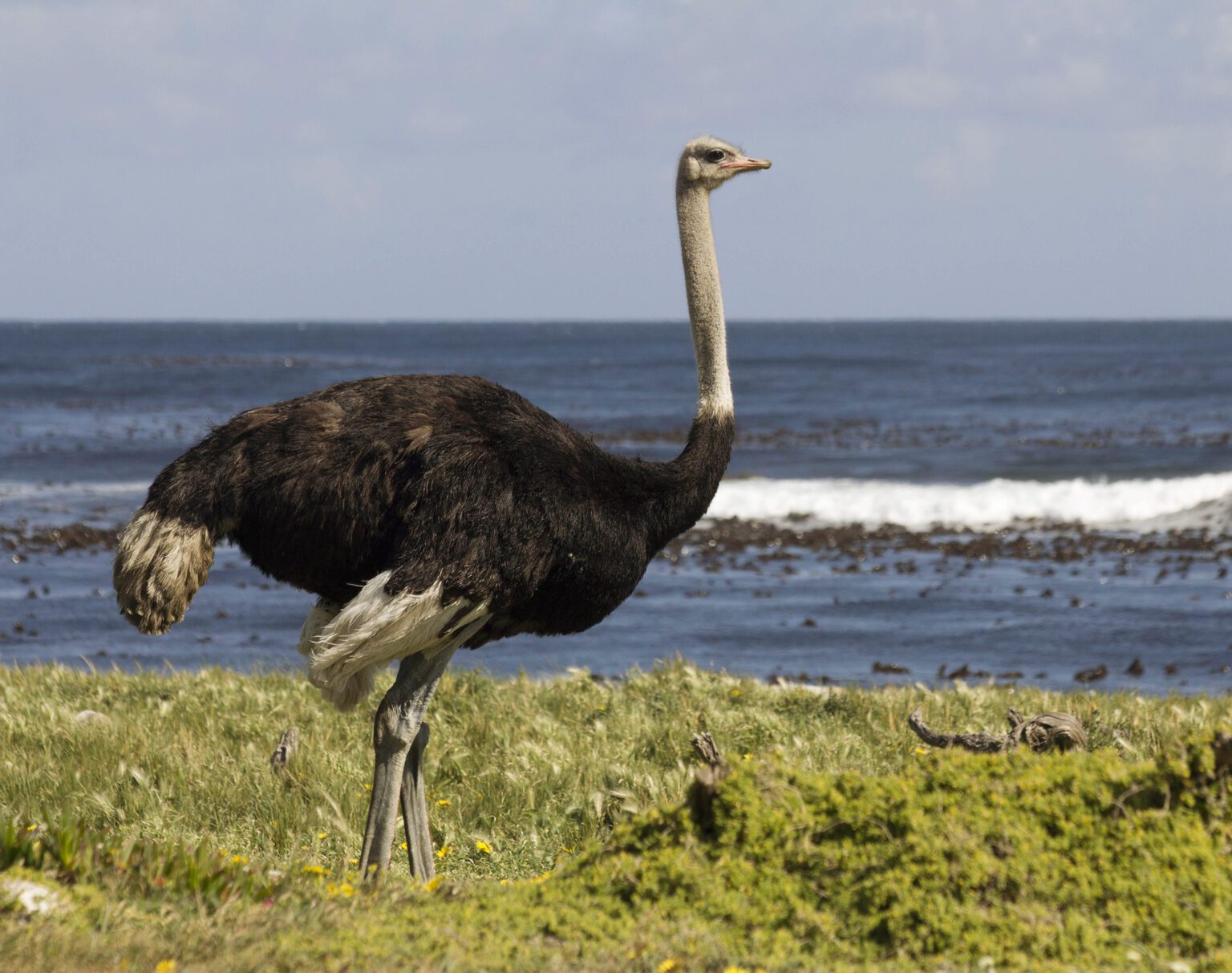 An ostrich standing near the ocean shore with waves in the background.