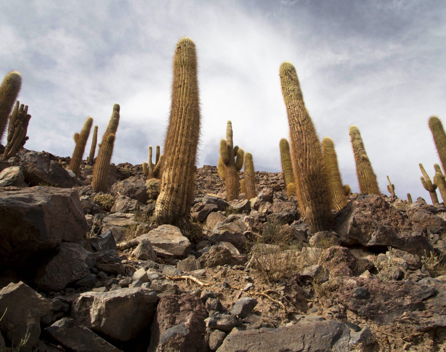 Tall cacti growing on rocky terrain under a cloudy sky.