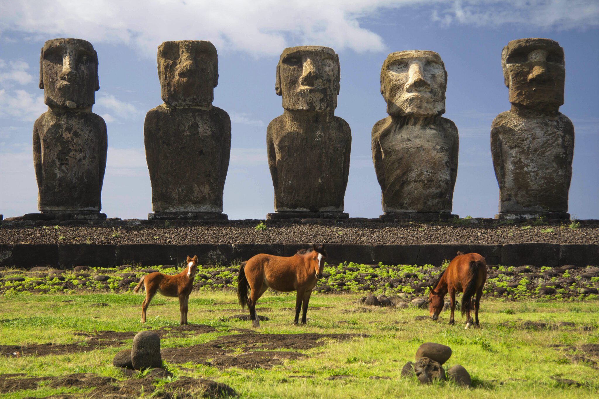 Three Moai statues overlook horses grazing on grassy land.