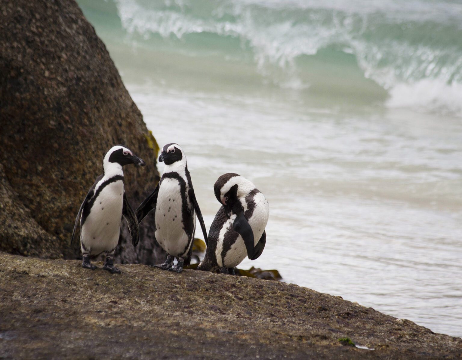 A group of penguins standing near the ocean shore.