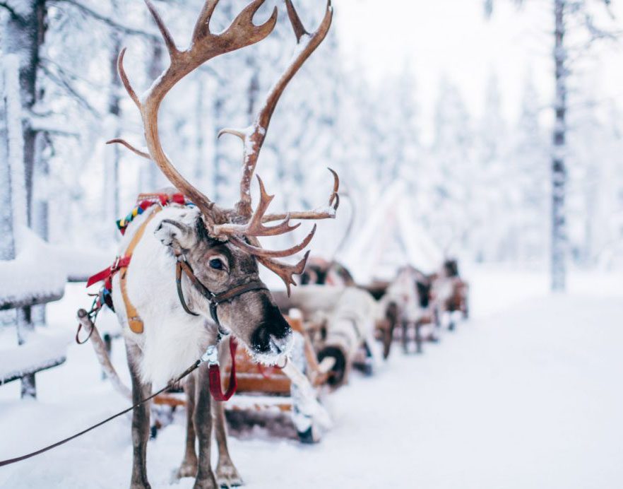 Reindeer harnessed for a snowy sleigh ride in a winter landscape.