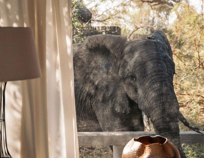 Elephant behind a curtain near a clay pot in a natural setting.