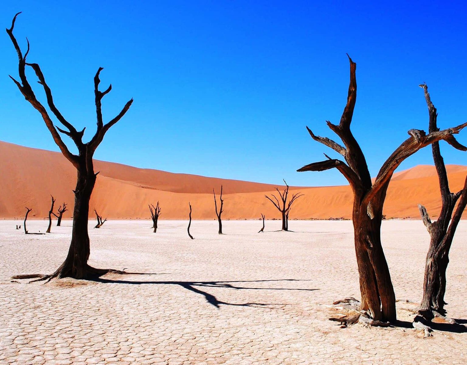 Dead trees casting shadows on a white salt pan in a desert.