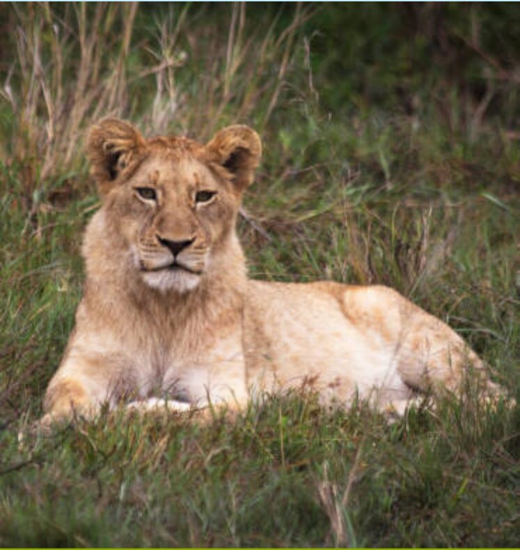A young lioness resting on the grass in a natural setting.