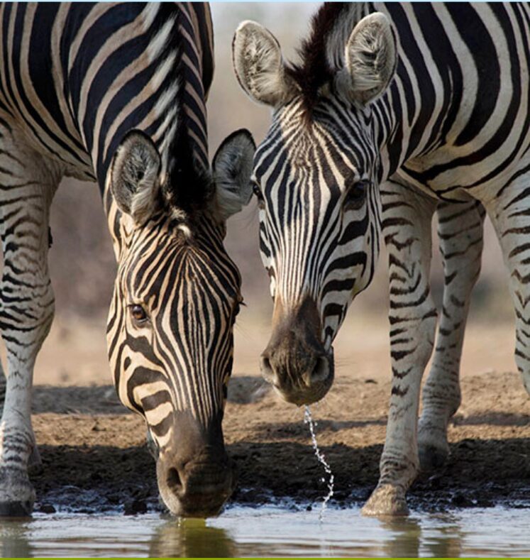 Two zebras drinking water side by side.