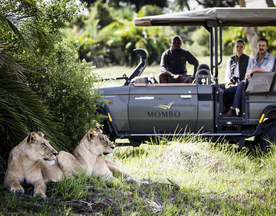 Two lions rest near a safari vehicle with tourists observing.