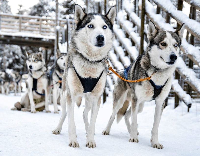 A team of huskies ready to pull a sled through the snow.