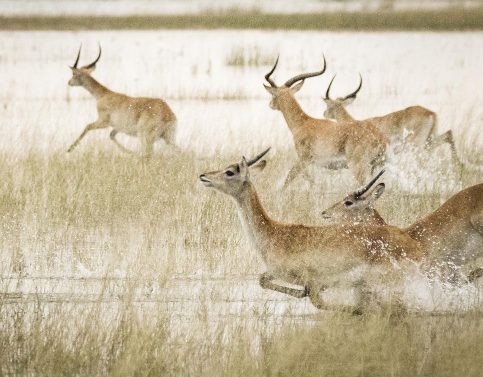 A group of deer running through a snowy landscape.