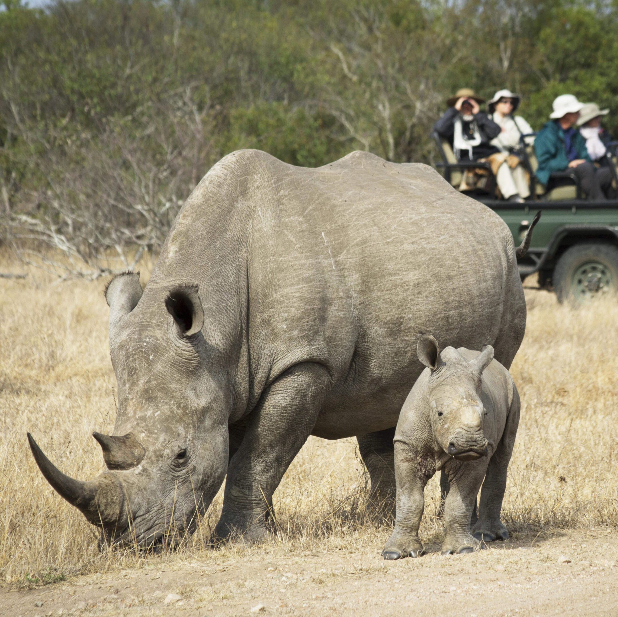 A mother rhinoceros and her calf walking in a wildlife reserve.