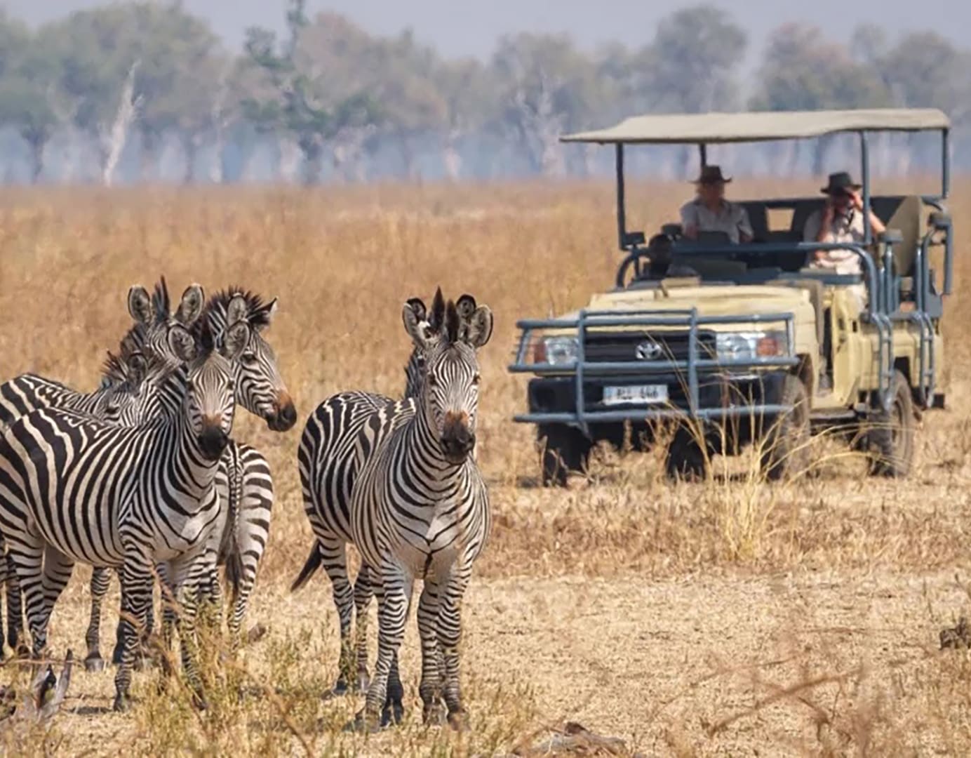 Zebras grazing near a safari vehicle.