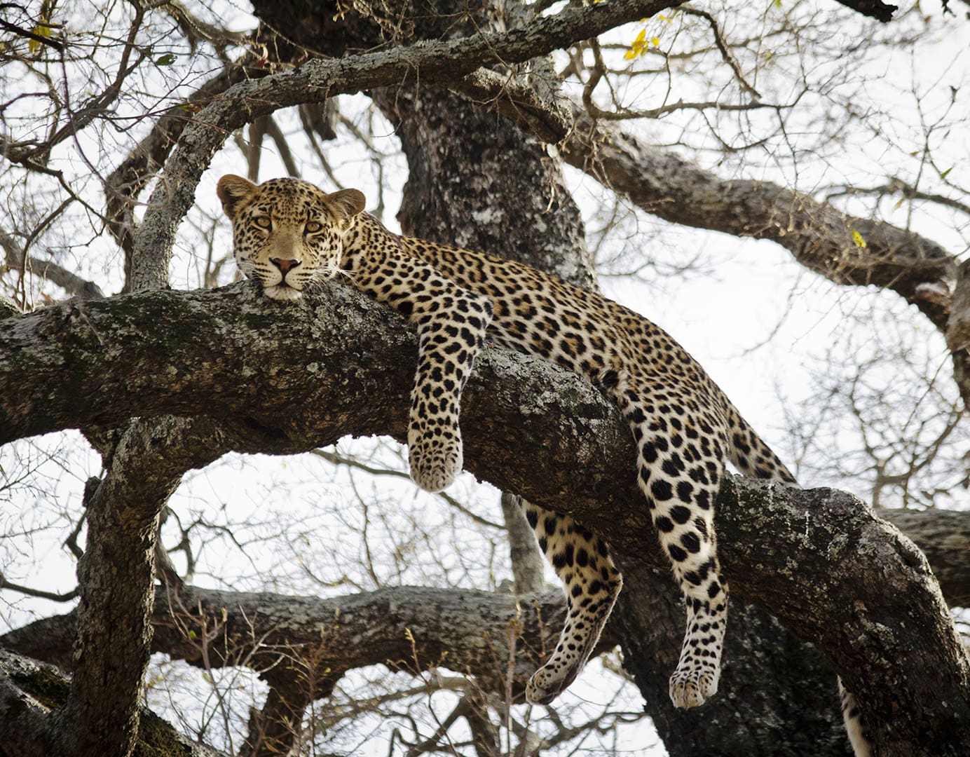 Leopard lounging on a tree branch.