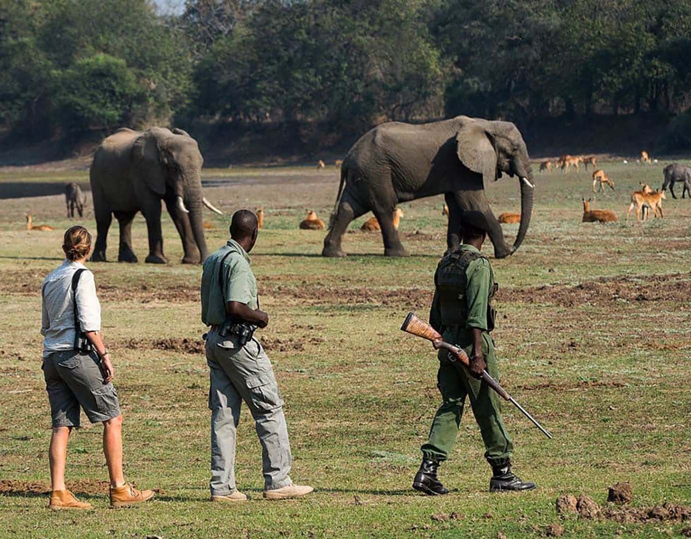 Three people observing elephants in the wild.