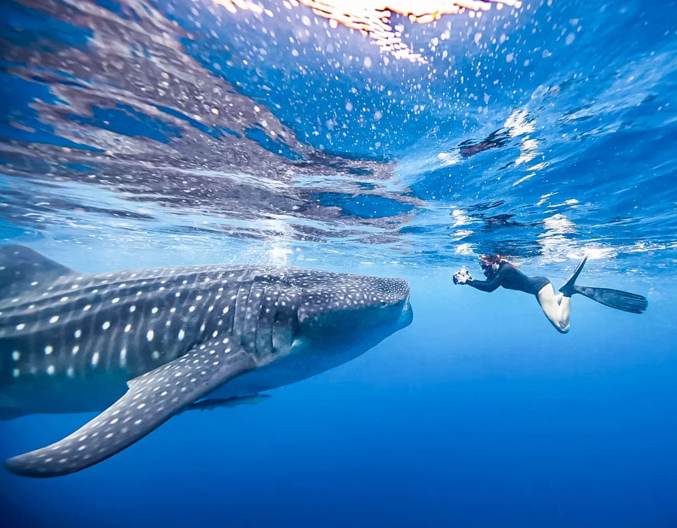 Diver swimming alongside a majestic whale shark.